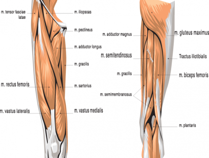ืืกางเกงรัดกล้ามเนื้อช่วยอย่างไร